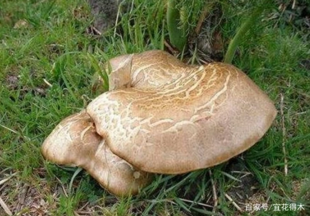 蘑菇小常识（中）10种味道鲜美的蘑菇，哪一种是菌中之王？插图54